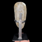 Back Side of Specimen