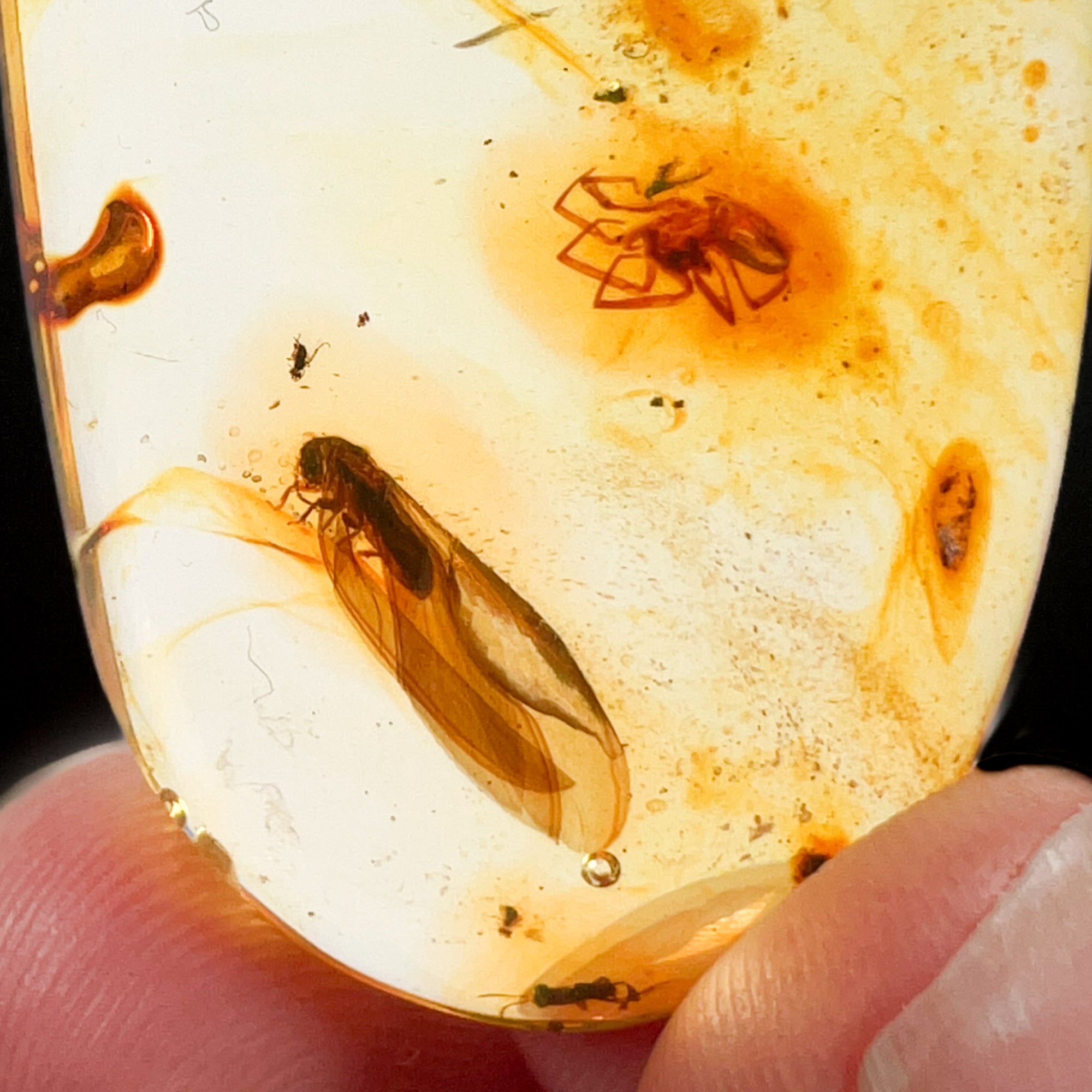 Polished Copal Amber with Insects from Colombia