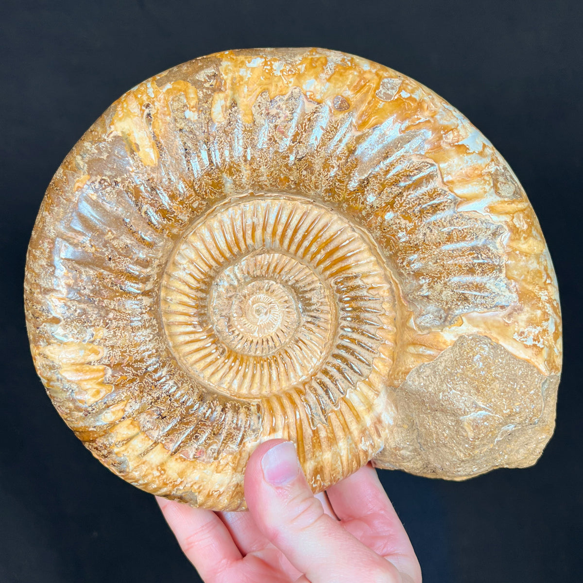 Large Fossil Ammonite - Perisphinctes
