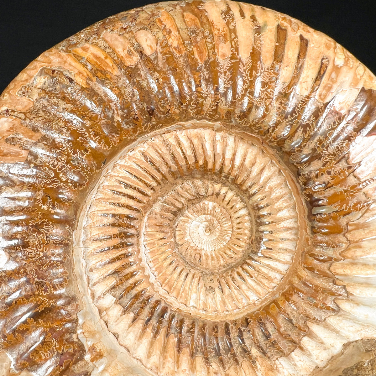 Close Up of Ammonite Fossil Suture Marks