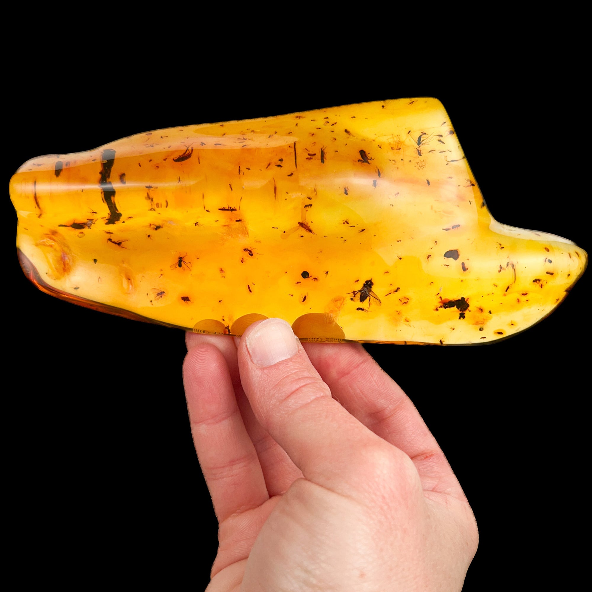 Extra Large Polished Copal Amber with Insects