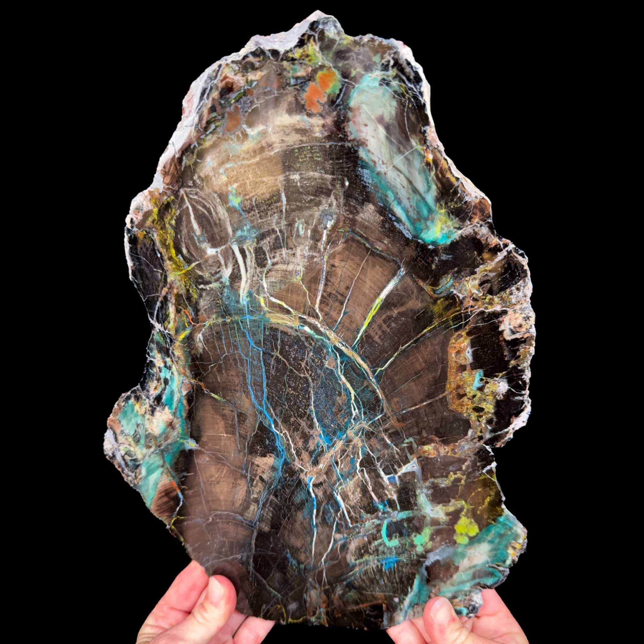 Petrified Chrysocolla included Wood from Turkey