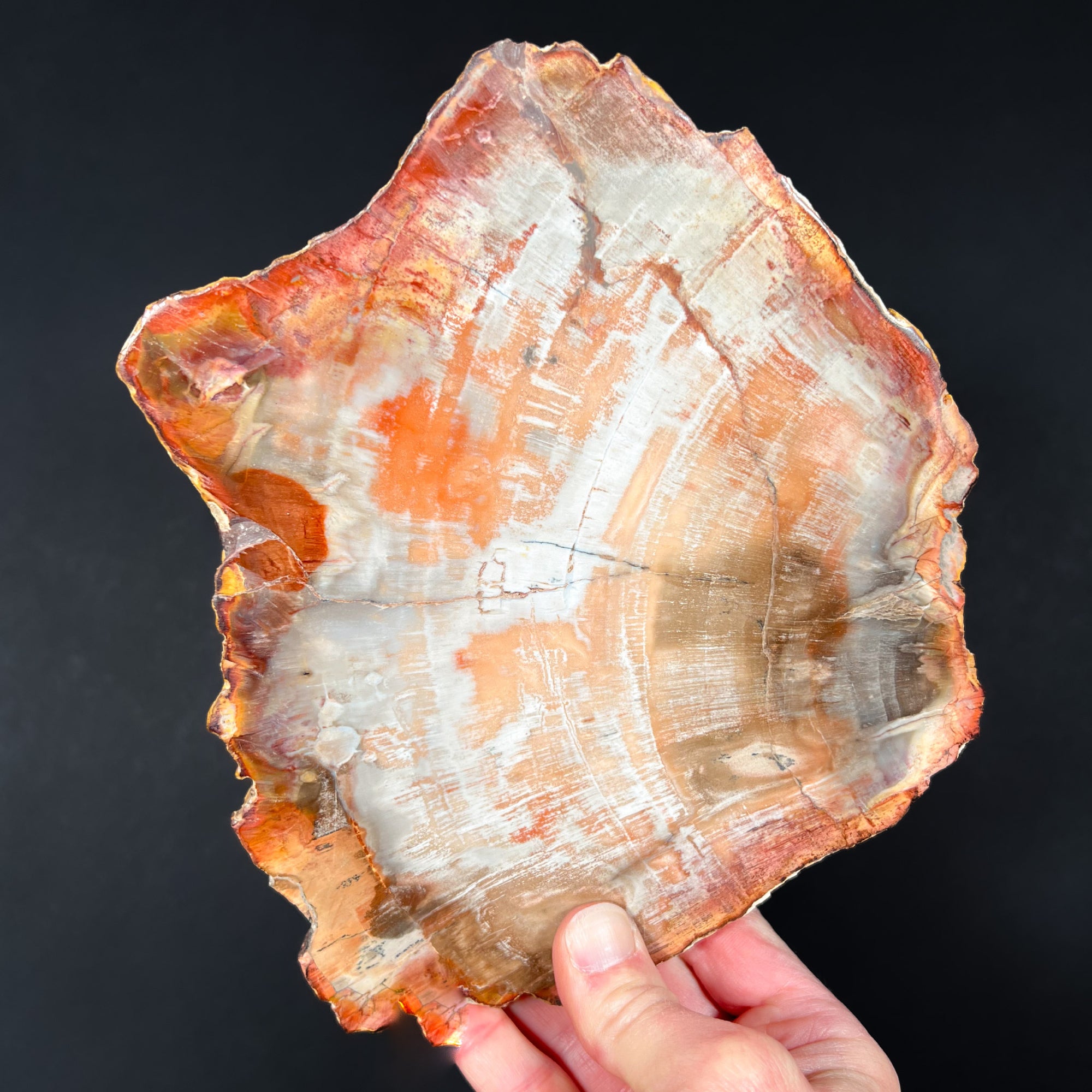Red and Pink Petrified Wood Slice from Madagascar
