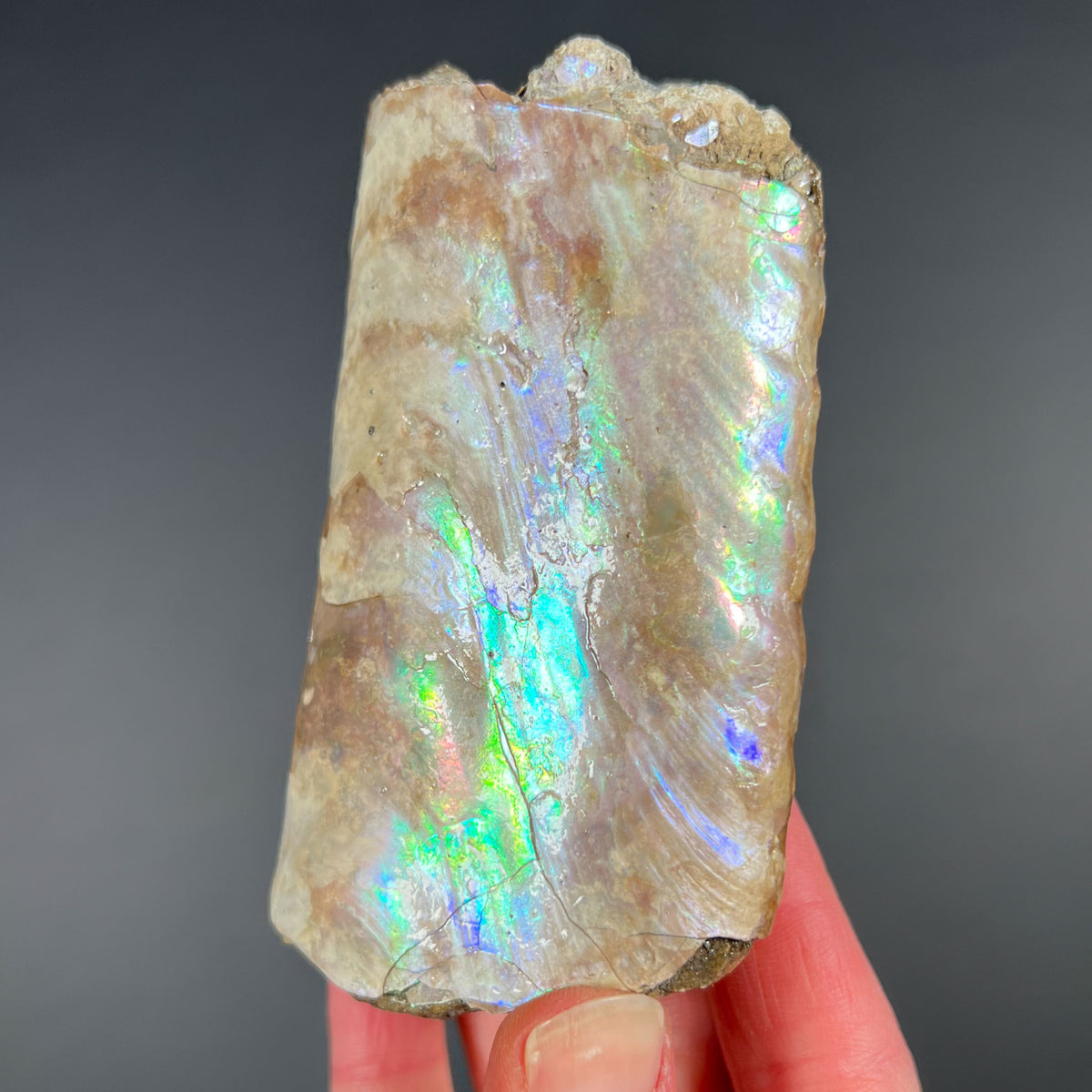 Rainbow colors on Baculite Fossil Shell