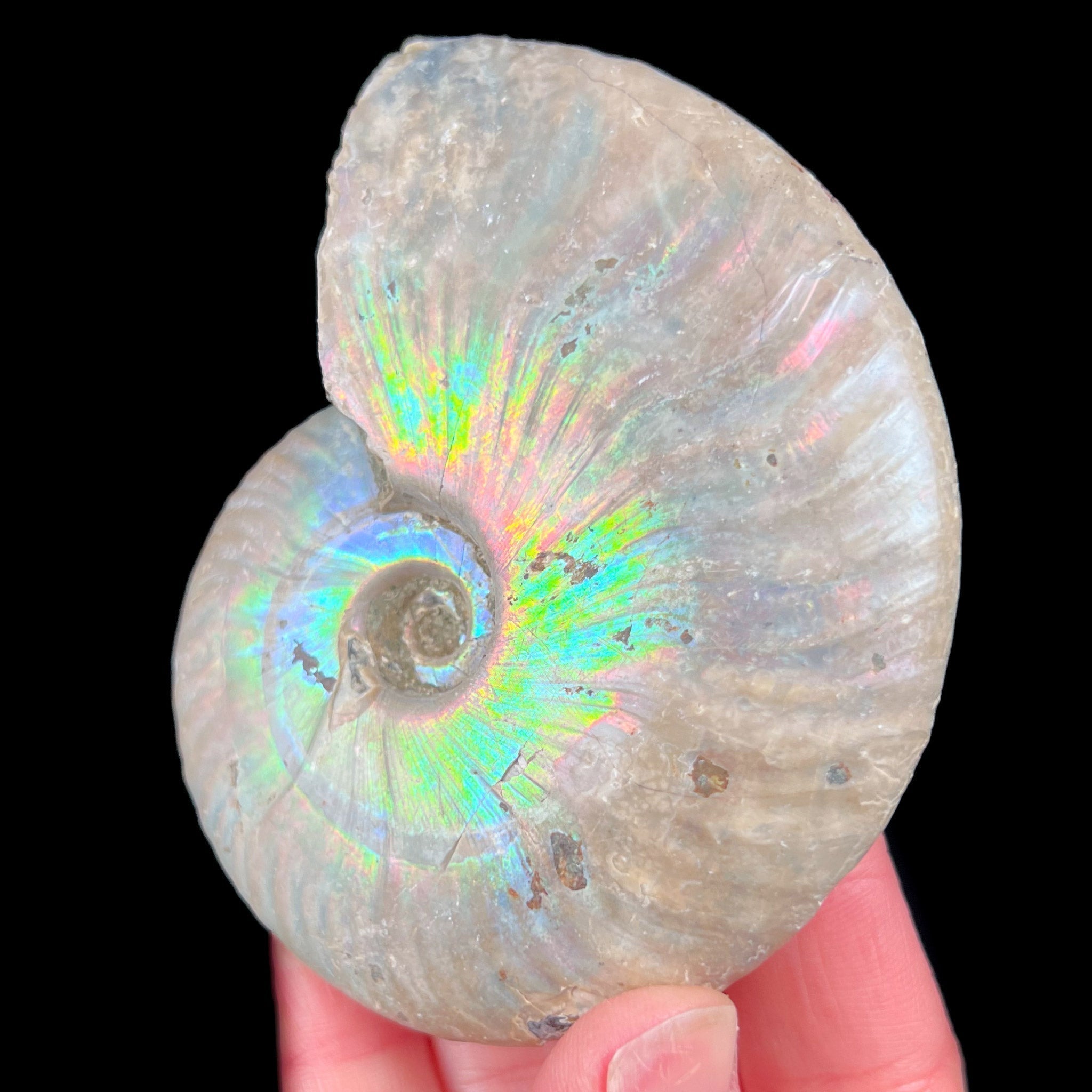 Iridescent Ammonite Shell Fossil