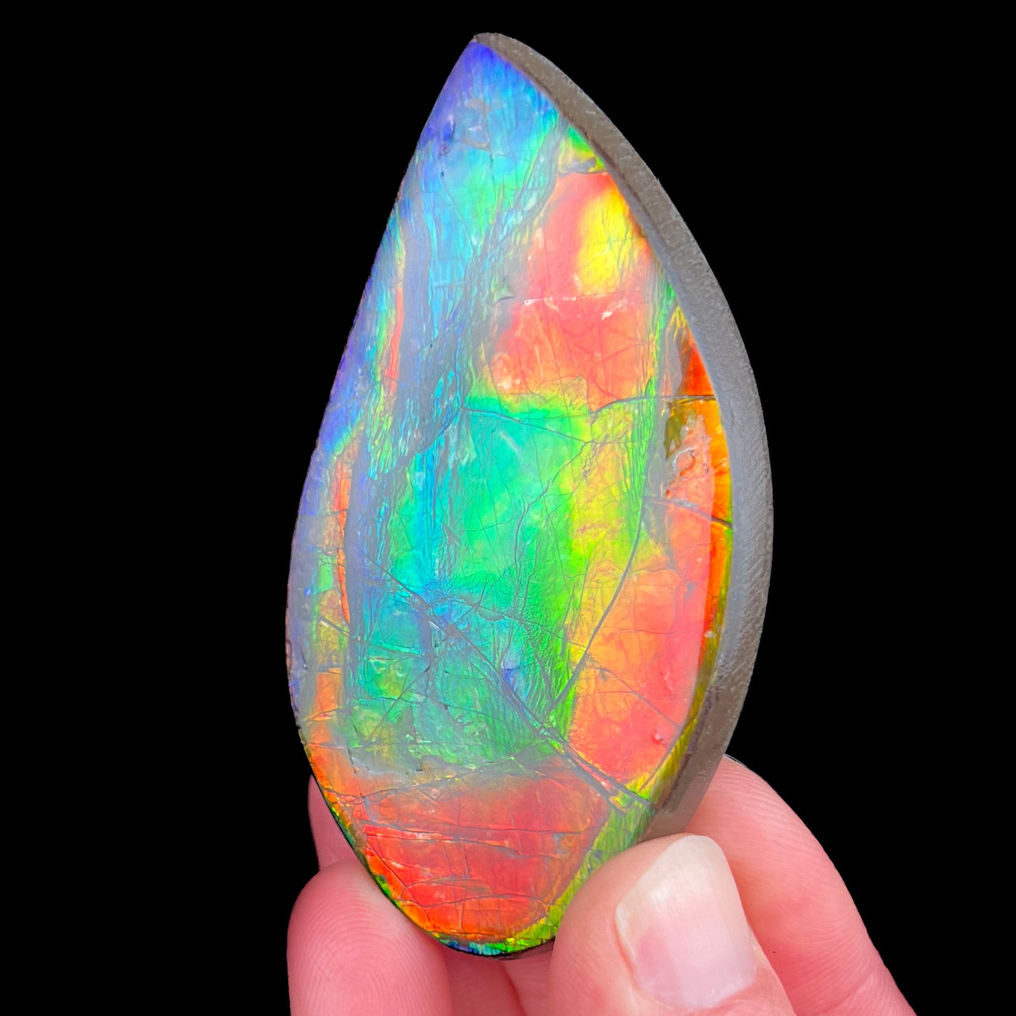 Rainbow colored Ammolite Ammonite Shell from Canada