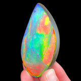 Ammolite Ammonite Gem Quality Fossil Shell