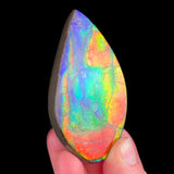 Ammolite Gem Ammonite Shell