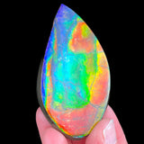 Ammolite Ammonite Fossil Shell from Alberta, Canada