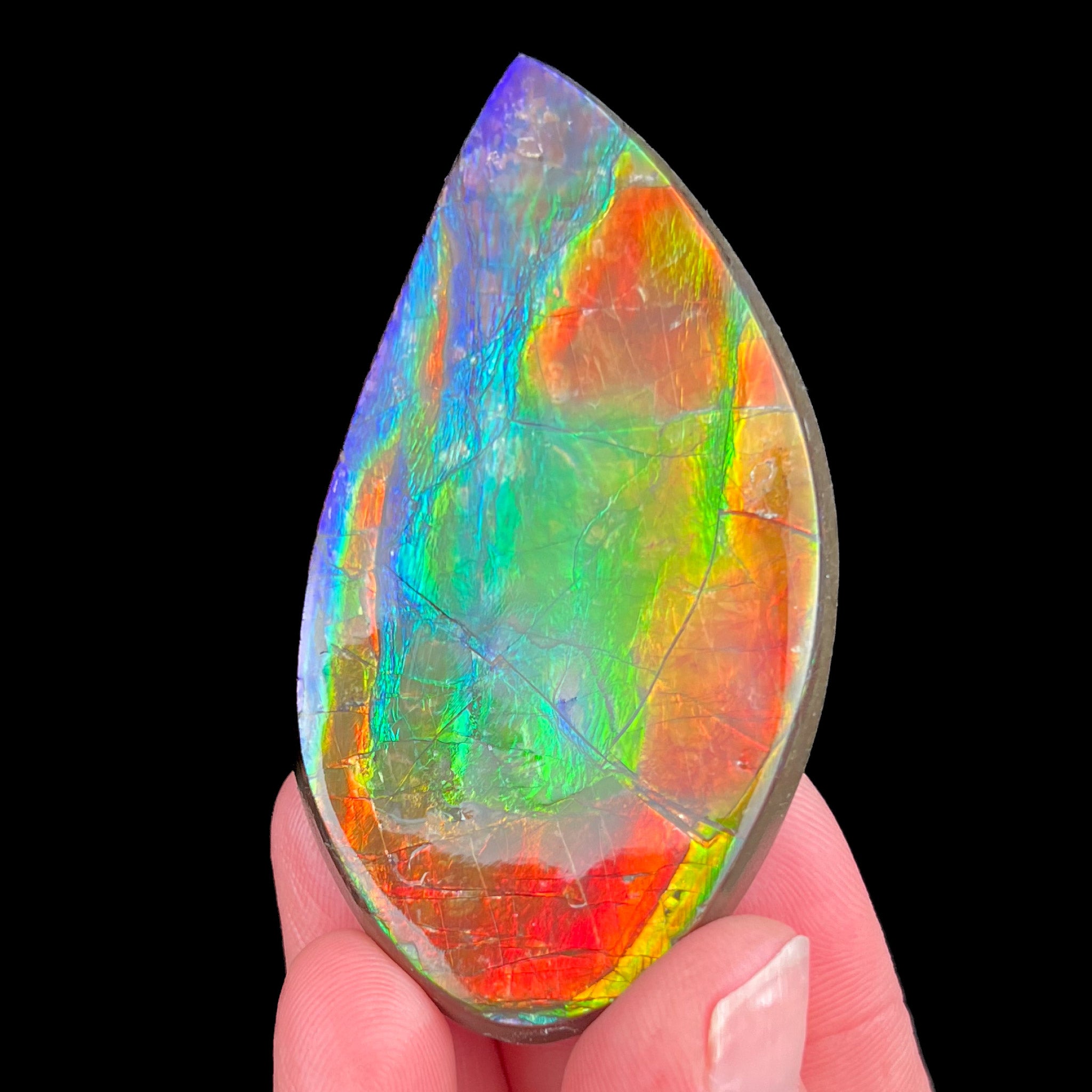 Multi-colored Ammolite Ammonite Shell