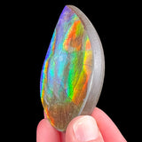 Ammolite Gem Ammonite Shell