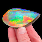 Red, Green Blue and Yellow Ammolite Ammonite Shell