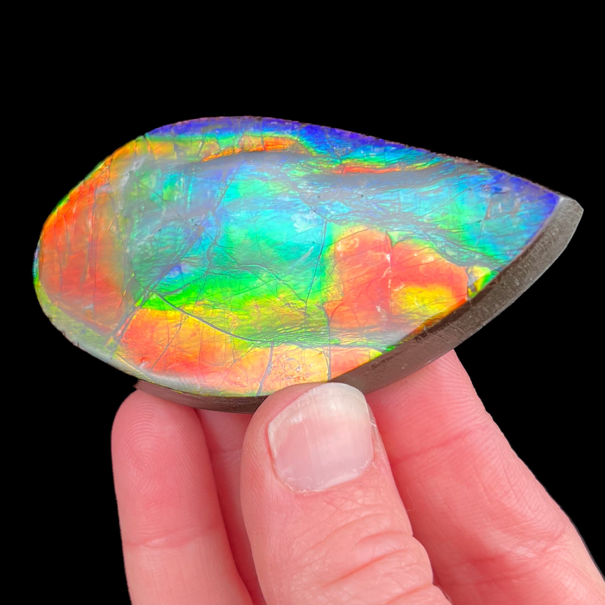 Red, Green Blue and Yellow Ammolite Ammonite Shell