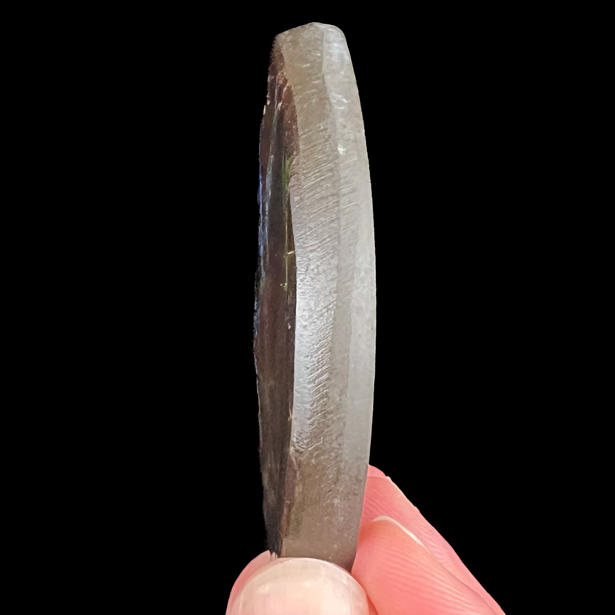 Side View of Ammolite Ammonite Shell