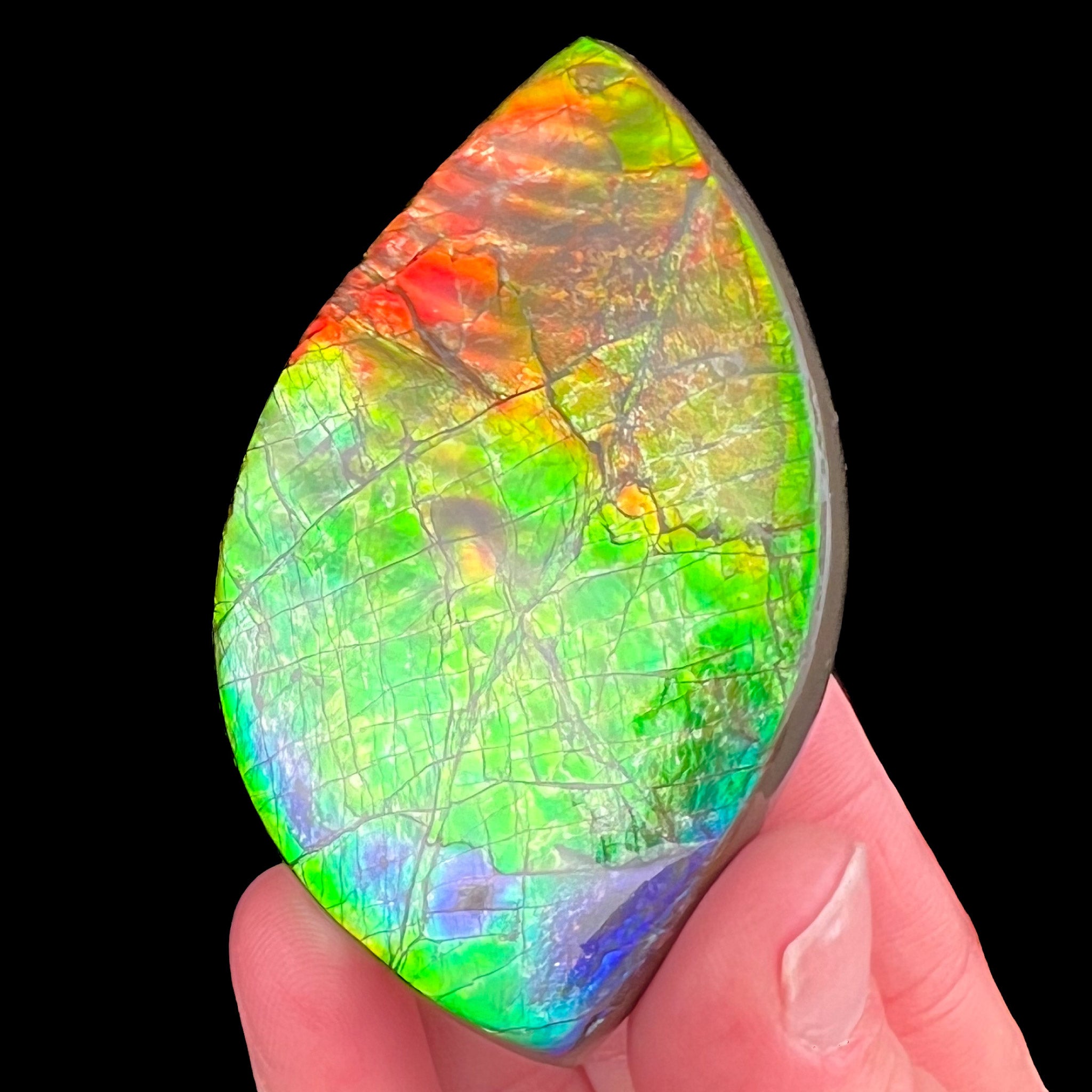 Rainbow Ammolite Ammonite Shell from Canada