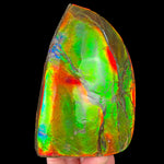 Large Gem Ammolite Ammonite Fossil Specimen