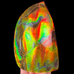 Hand Specimen Ammolite Ammonite Fossil