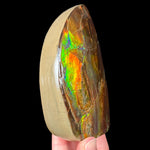 Back ridge view of Ammolite Specimen