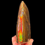 Ridge view of Ammolite Fossil Specimen