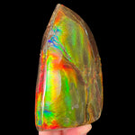 Rainbow Gem Ammolite Fossil Specimen