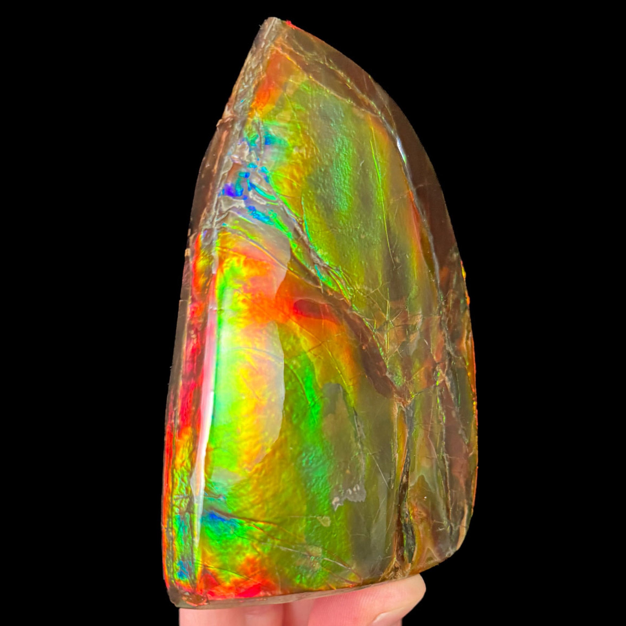 Rainbow Gem Ammolite Fossil Specimen