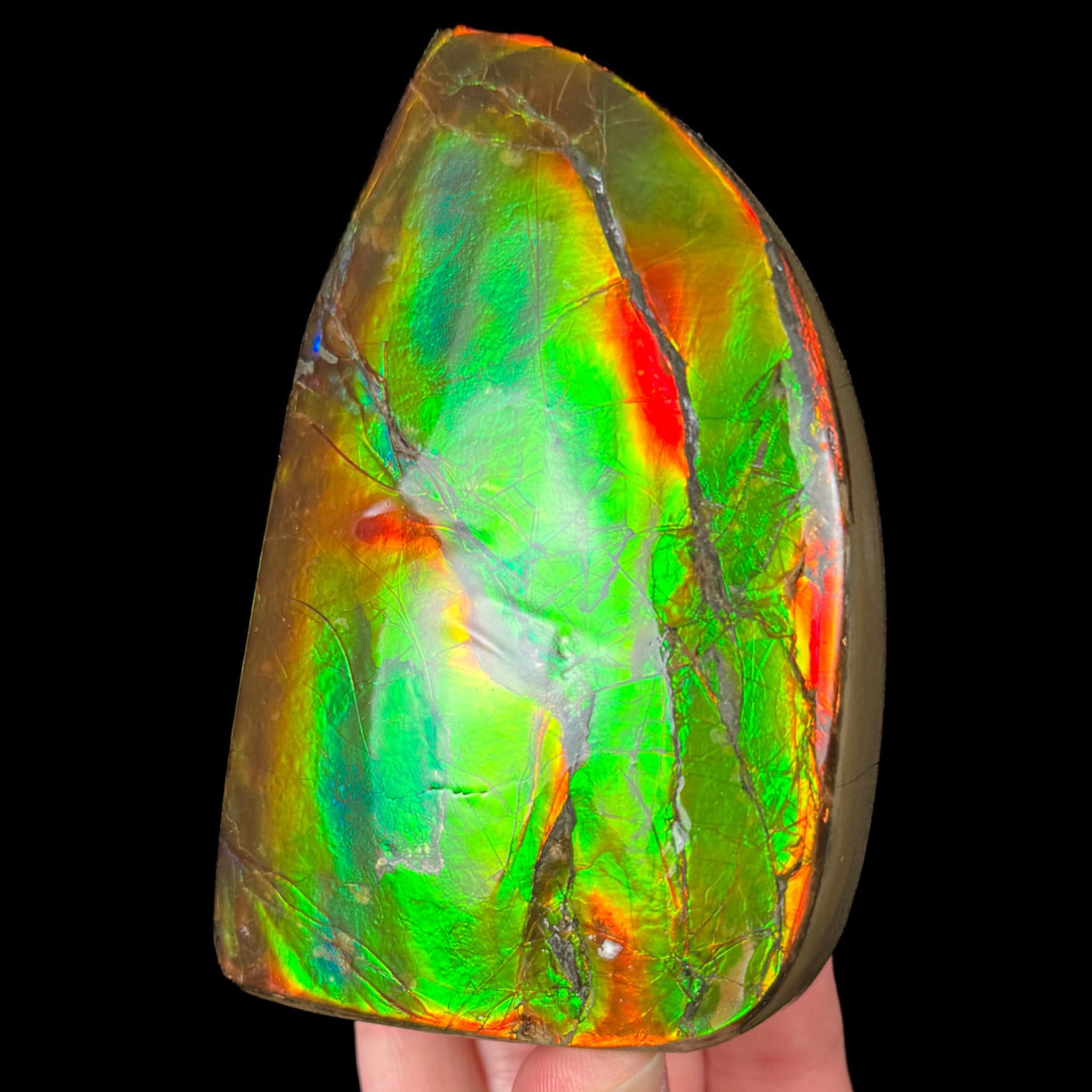 Double Sided Ammolite Fossil