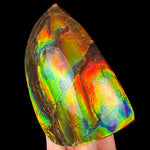 Fossil Ammolite Ammonite Specimen