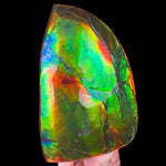 Large Fossil Ammolite Specimen