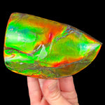 Large Ammolite Gem Stone Fossil