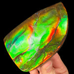 Double Sided Ammolite Gem Ammonite Fossil Specimen 