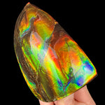 Handheld Ammolite Fossil Specimen from Canada