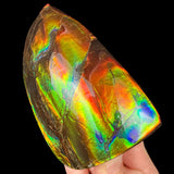 Handheld Ammolite Fossil Specimen from Canada