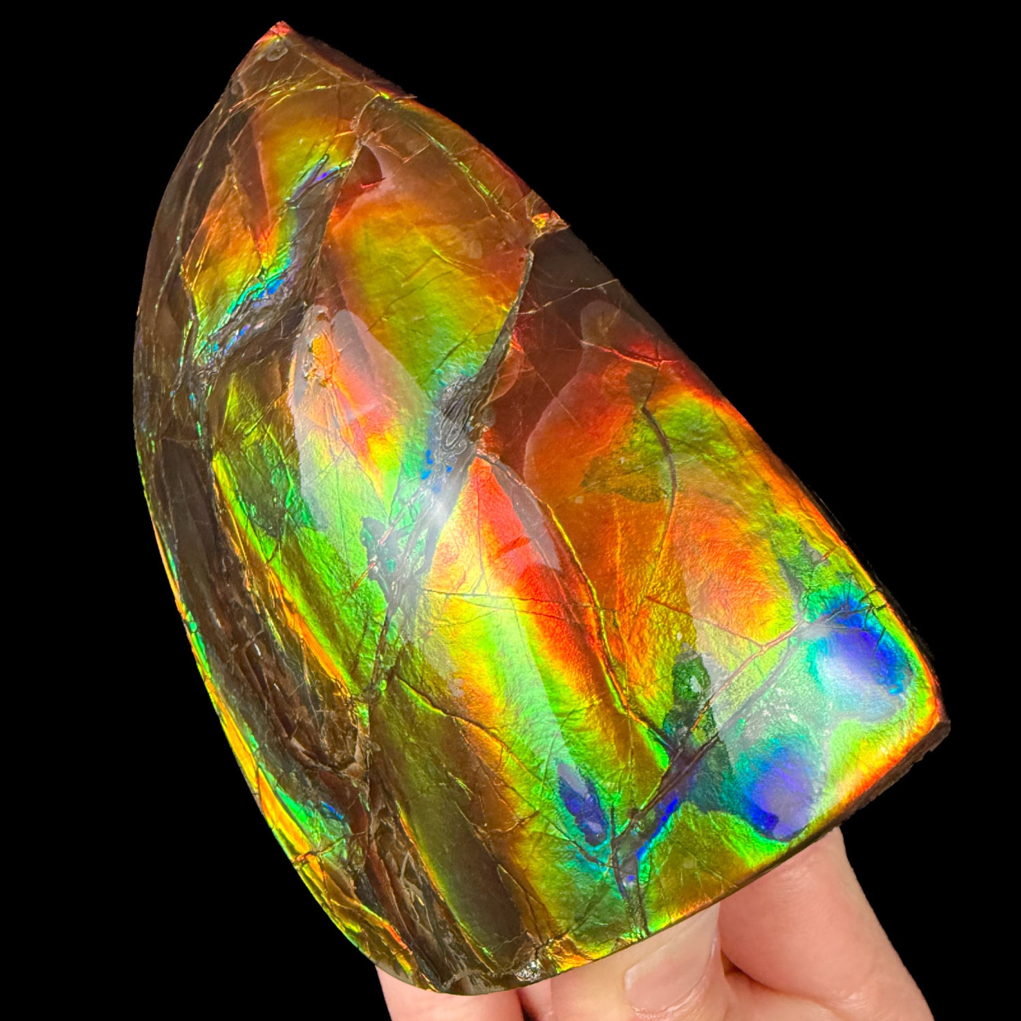 Handheld Ammolite Fossil Specimen from Canada