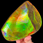 Ammolite Fossil Shell