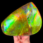 Rainbow Ammolite Shell Fossil