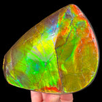 Large Specimen Ammolite Fossil Shell