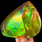 Colorful Ammolite Shell Fossil