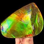 Large Ammolite Hand Specimen