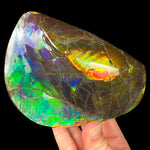 Fossil Ammolite Ammonite Shell from Canada