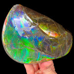 Double Sided Ammolite Fossil Hand Specimen