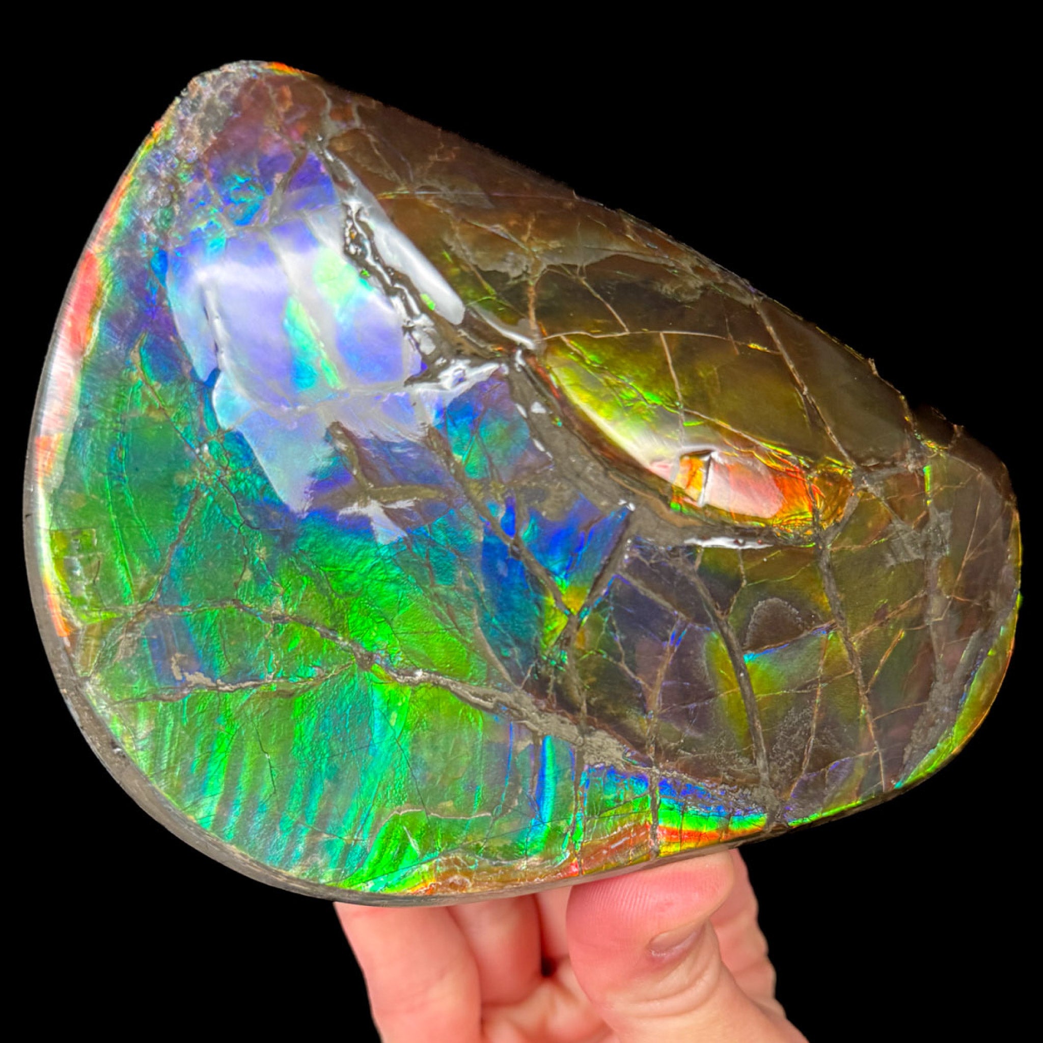 Double Sided Ammolite Fossil Hand Specimen