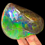 Large Ammolite Gem Ammonite Fossil