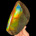 Large Double Sided Ammolite Shell Fossil