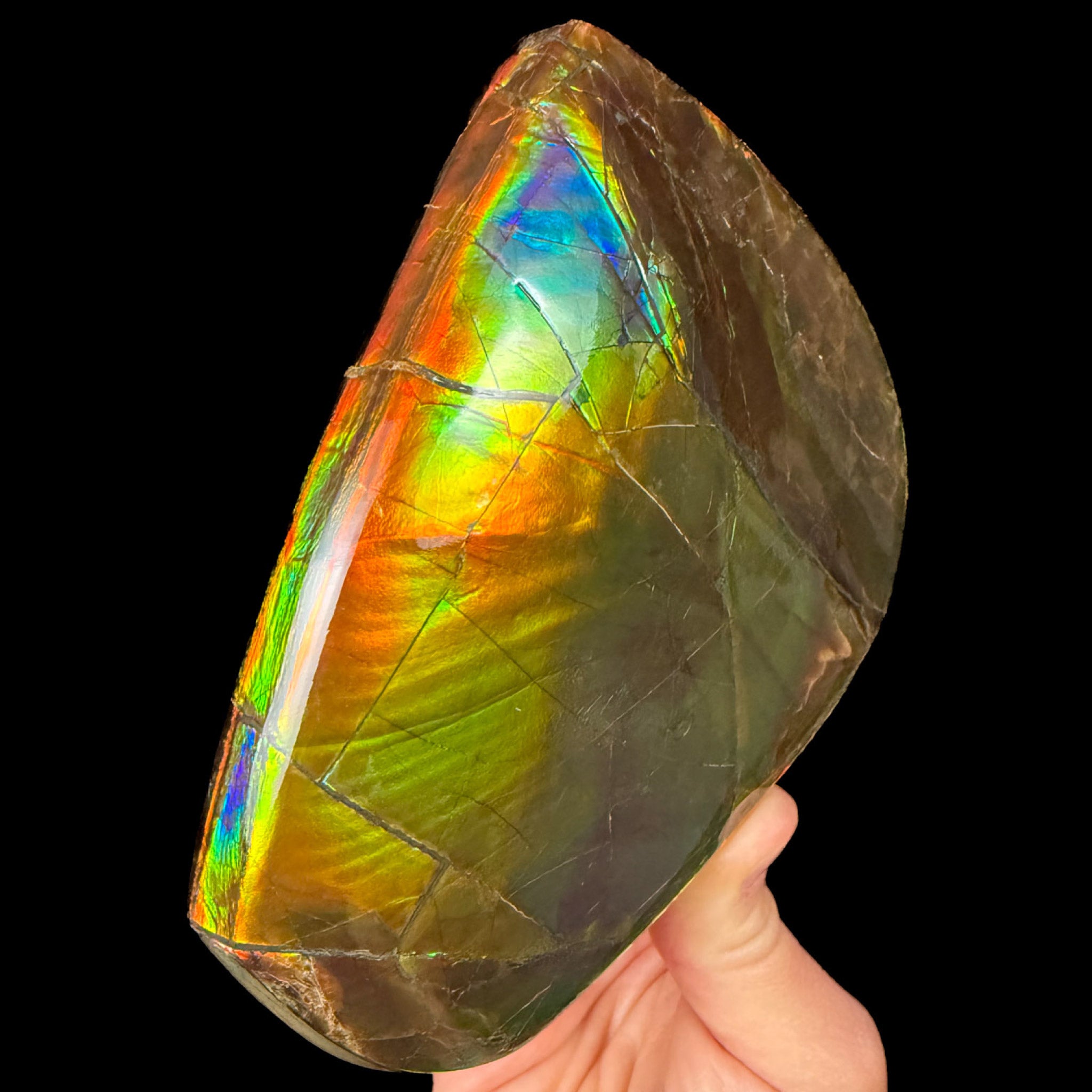 Large Double Sided Ammolite Shell Fossil