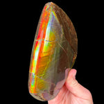 Ridgeline of Ammolite Ammonite Shell