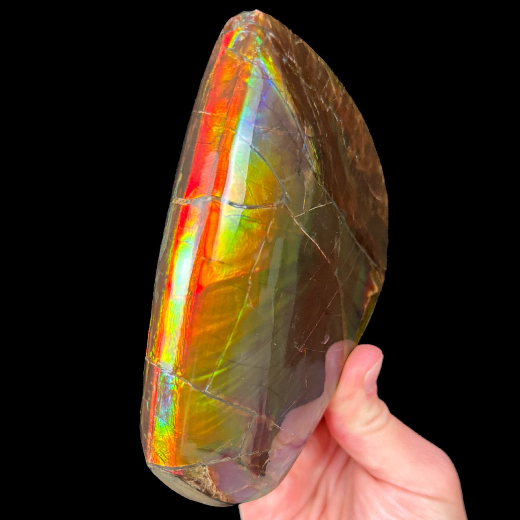 Ridgeline of Ammolite Ammonite Shell