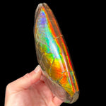 Ammolite Ammonite Keel
