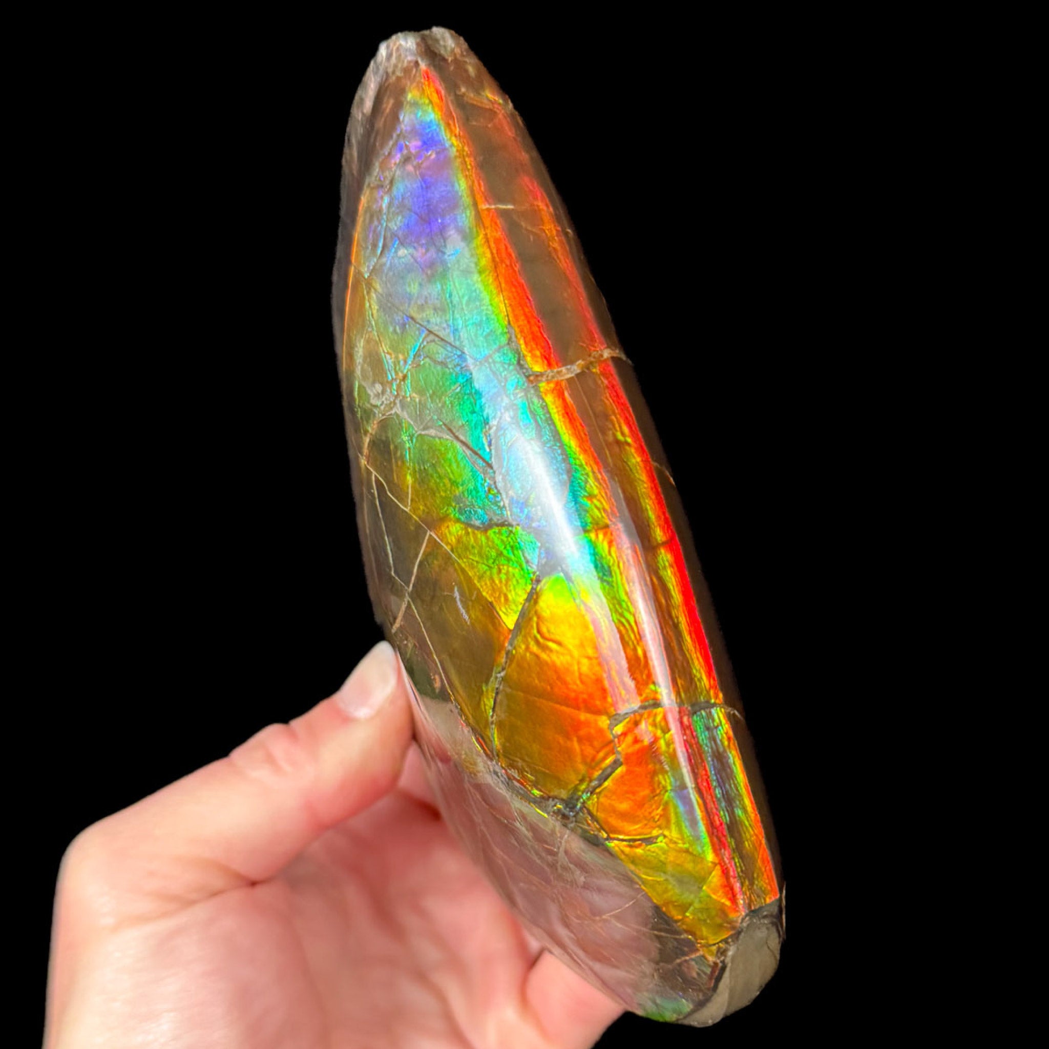 Ammolite Ammonite Keel