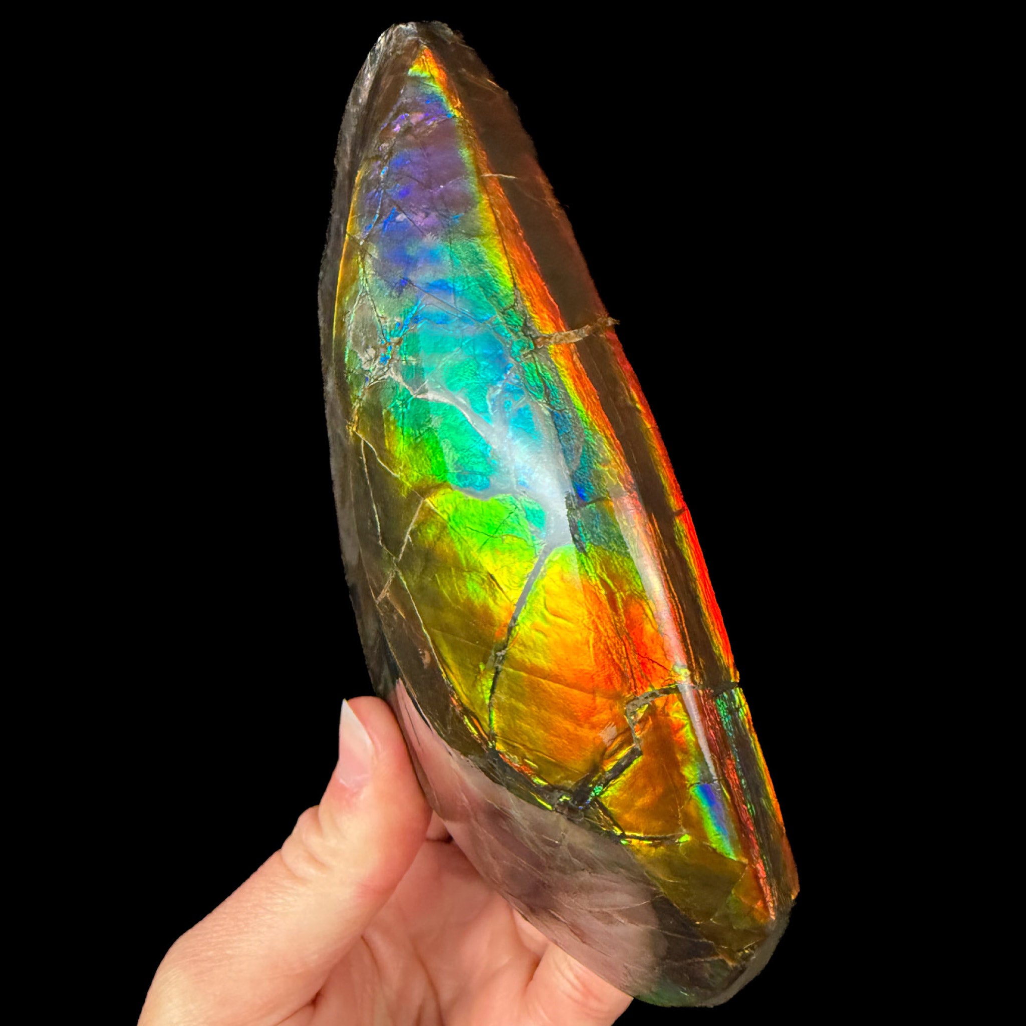 Large Rainbow Ammolite Ammonite Fossil Specimen