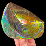 Rainbow Ammolite Shell Fossil